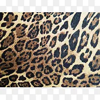 豹纹皮毛背景-空若网 豹纹皮毛背景-空若网