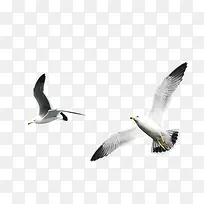 动物-空若网 动物-空若网