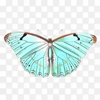 蓝色蝴蝶-空若网 蓝色蝴蝶-空若网