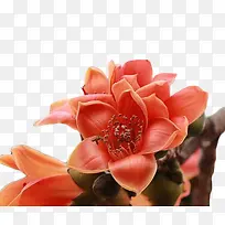 橙色并蒂木棉花-空若网 橙色并蒂木棉花-空若网