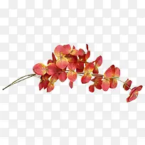 ��֦-������