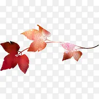 秋天枫叶-空若网 秋天枫叶-空若网