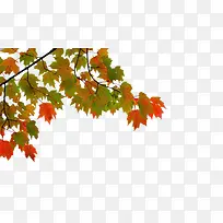 ����ķ�Ҷ-������