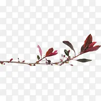 一支红色的树枝-空若网 一支红色的树枝-空若网