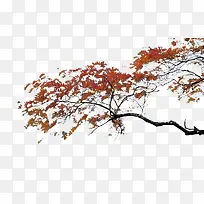 ��Ҷ��-������