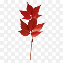 红色叶子-空若网 红色叶子-空若网