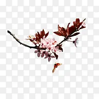 红叶-空若网 红叶-空若网