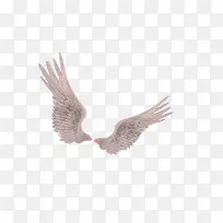 翅膀-空若网 翅膀-空若网