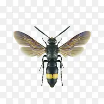 苍蝇-空若网 苍蝇-空若网