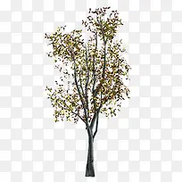 树-空若网 树-空若网