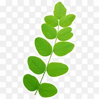 ��ɫ���´���Ư����Ҷ��֦-������