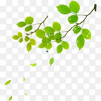 绿色漂浮树叶树枝-空若网 绿色漂浮树叶树枝-空若网
