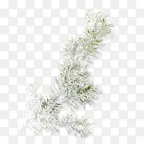 挂雪松树枝-空若网 挂雪松树枝-空若网