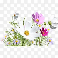 创意合成摄影白色的花丛-空若网 创意合成摄影白色的花丛-空若网