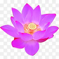 ×ÏÉ«ºÉ»¨ÔìÐÍË®²Ê-¿ÕÈôÍø ×ÏÉ«ºÉ»¨ÔìÐÍË®²Ê-¿ÕÈôÍø