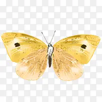 手绘蝴蝶-空若网 手绘蝴蝶-空若网