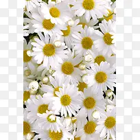 鲜花背景-空若网 鲜花背景-空若网