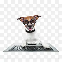 玩笔记本的狗狗-空若网 玩笔记本的狗狗-空若网