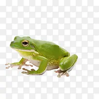 实物青蛙-空若网 实物青蛙-空若网