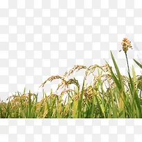 成熟稻田-空若网 成熟稻田-空若网