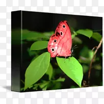 蝴蝶、昆虫、传粉者、夜蛾科-红蝴蝶-空若网 蝴蝶、昆虫、传粉者、夜蛾科-红蝴蝶-空若网