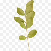 ��Ҷ-������