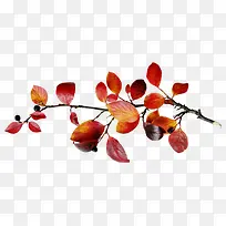 ��Ҷ��֦-������