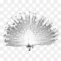 白色孔雀-空若网 白色孔雀-空若网