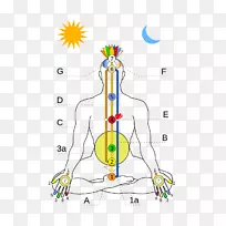 脉轮穆拉达哈拉精微体能量昆达里尼-脉轮-空若网 脉轮穆拉达哈拉精微体能量昆达里尼-脉轮-空若网