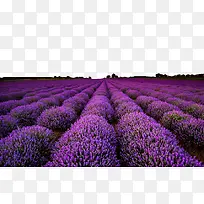 Þ¹Ò²ݵύº£-¿ÕÈôÍø Þ¹Ò²ݵύº£-¿ÕÈôÍø