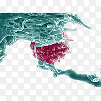 免疫系统白细胞模型-空若网 免疫系统白细胞模型-空若网