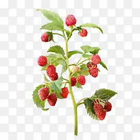 ɣ�ع���-������