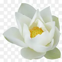 白色的莲花-空若网 白色的莲花-空若网