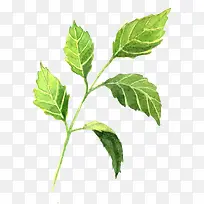 水彩画叶子-空若网 水彩画叶子-空若网