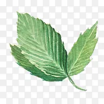 Ë®²Ê»Ò¶×Ó-¿ÕÈôÍø Ë®²Ê»Ò¶×Ó-¿ÕÈôÍø