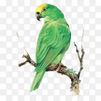 ����֦ͷ����ľ��-������