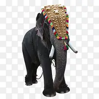 热带大象-空若网 热带大象-空若网