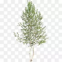 树木木本植物灌木丛树顶-空若网 树木木本植物灌木丛树顶-空若网