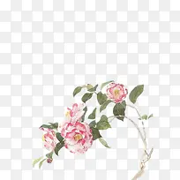 山茶花水彩画-空若网 山茶花水彩画-空若网