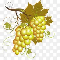 葡萄-空若网 葡萄-空若网