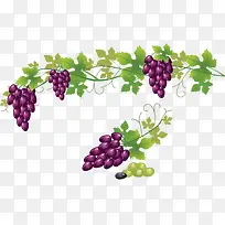 紫葡萄-空若网 紫葡萄-空若网
