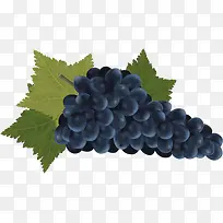 紫葡萄-空若网 紫葡萄-空若网