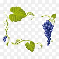 紫葡萄-空若网 紫葡萄-空若网