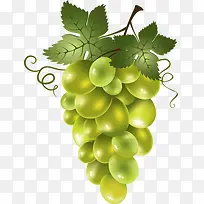 绿葡萄-空若网 绿葡萄-空若网