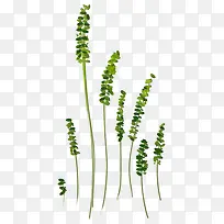 ֲ��-������