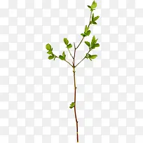 植物-空若网 植物-空若网