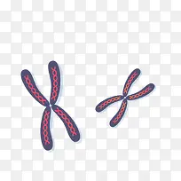 矢量染色体素材-空若网 矢量染色体素材-空若网