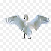 张开翅膀的天鹅-空若网 张开翅膀的天鹅-空若网
