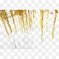 ���ߵ�����֦-������