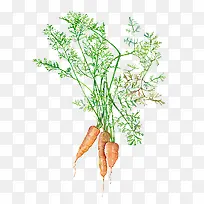 ���ܲ��廭-������